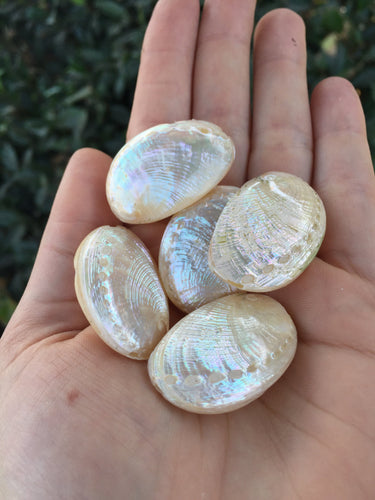 Mother of Pearl Abalone Sea Shell Beads Set of 5