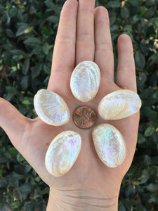 Mother of Pearl Abalone Sea Shell Beads Set of 5