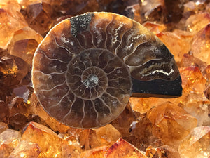Opalized Ammonite AKA Ammolite Fossil