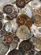 Load image into Gallery viewer, Opalized Ammonite AKA Ammolite Fossil
