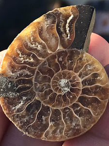 Opalized Ammonite AKA Ammolite Fossil