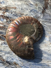 Load image into Gallery viewer, Opalized Ammonite AKA Ammolite Fossil